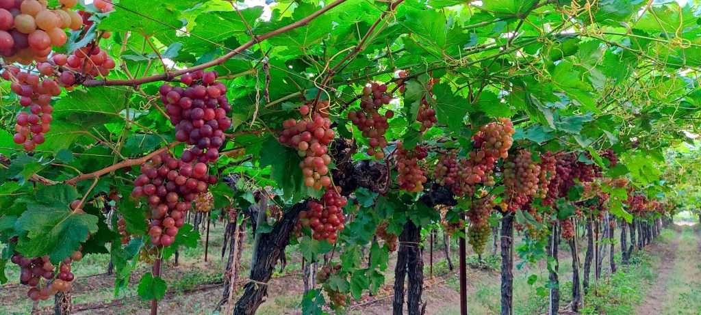 Flame grapes from India