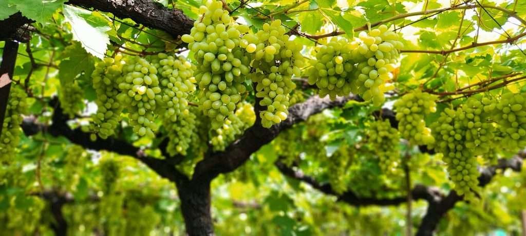 Thomson Seedless from India