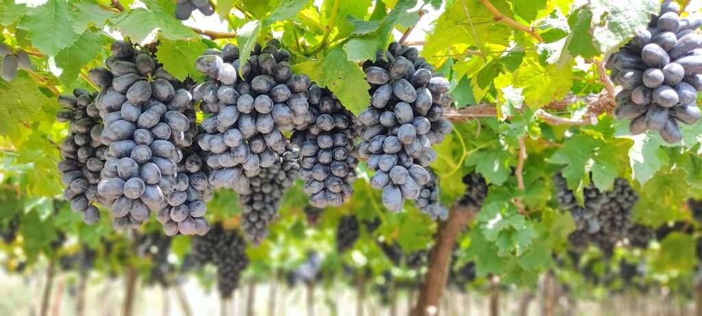 Jumbo Sharad seedless from India