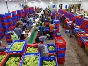 Grapes processing from India